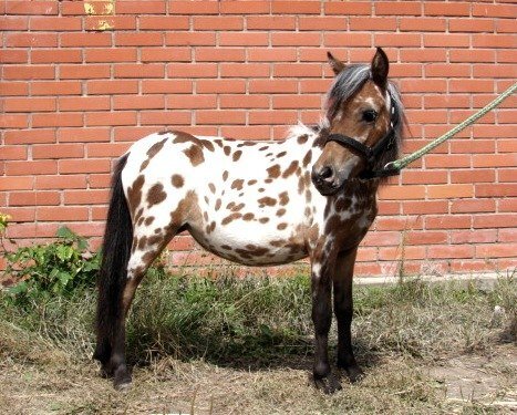 Розочка
