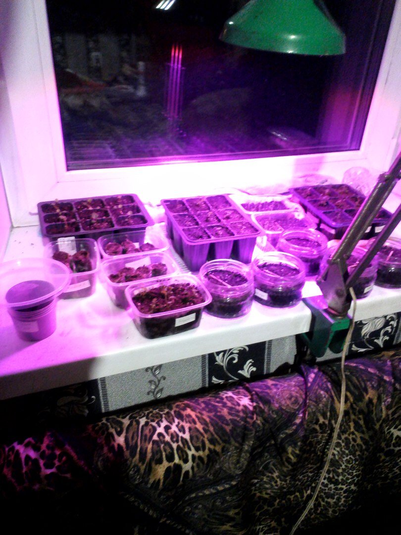 светильники для рассады на подоконнике. лампа general 6500k 40 вт для досвечивания рассады. рассада томатов досвечивание. рассада томатов досвечивание. лампы досвечивания для рассады.