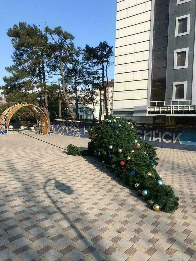 Заваленная ёлка. Фото  ngnovoros.ru