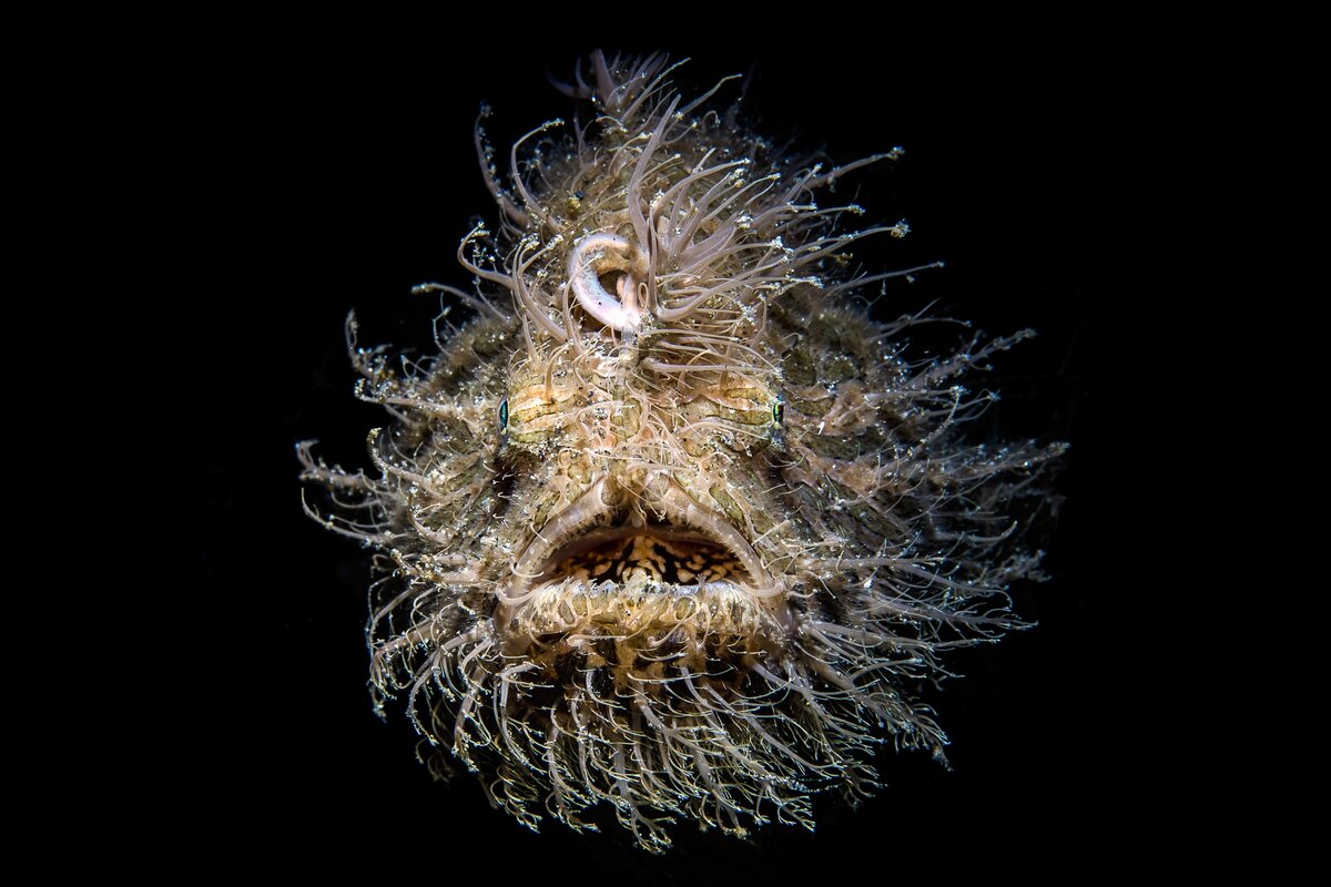 Первая половина из 14 представленных за 5 лет портретов. Начнем с hairy frog fish от Nadia Aly