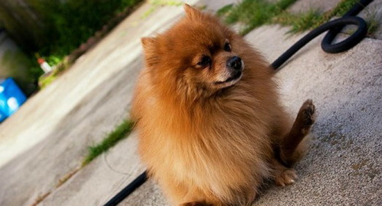 Если собака ездит на попе, а в кале присутствует кровь, вам прямая дорога к ветеринару.