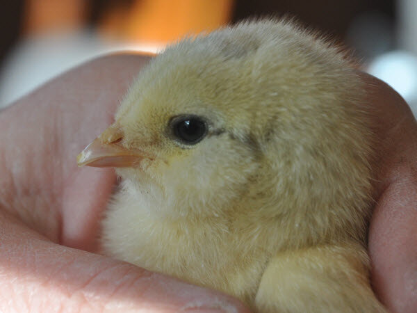 Источник фото: camowenphotos.cmowen.us