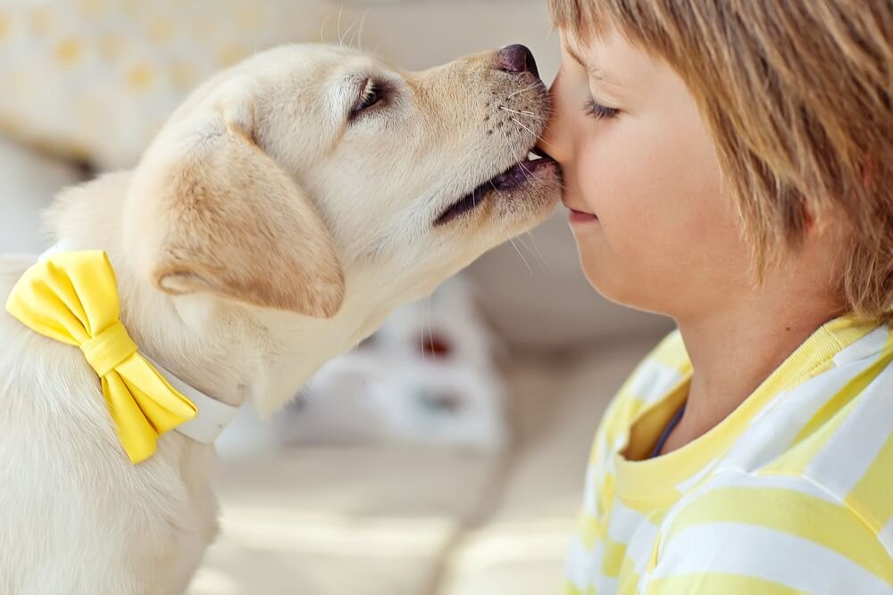 Источник: sandholevets.co.uk