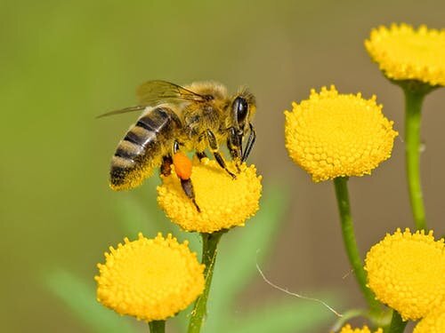 Источник фото https://www.pexels.com/ru-ru/photo/460961/