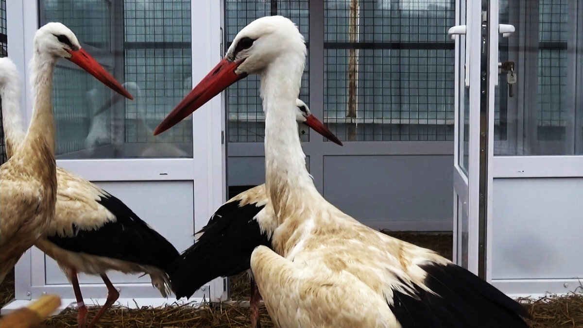 Белые аисты. Фото: Антон Барановский