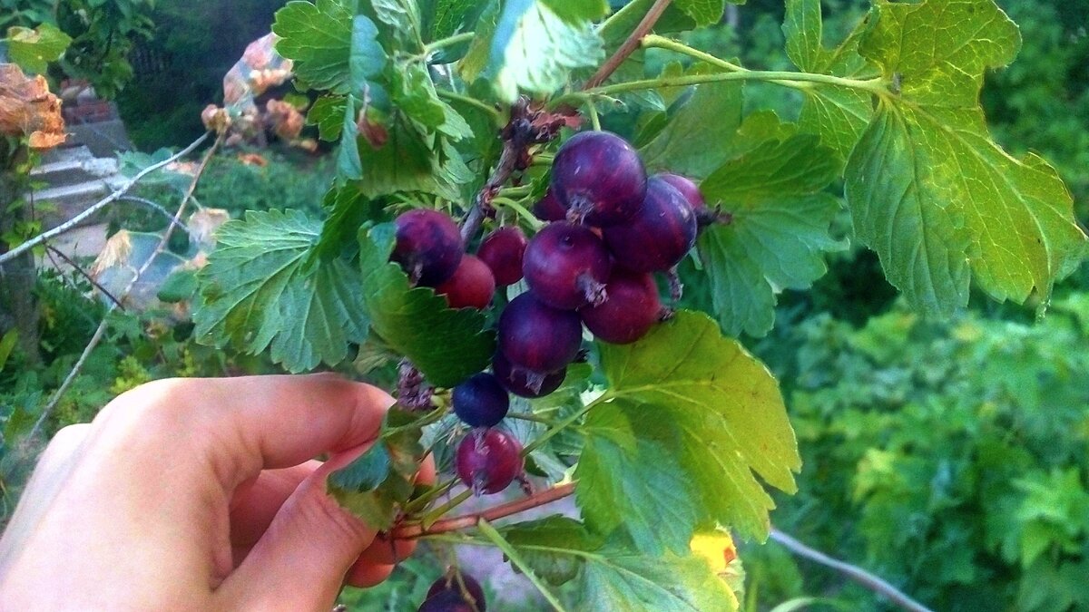 Йошта, отличный вариант для начинающего садовода