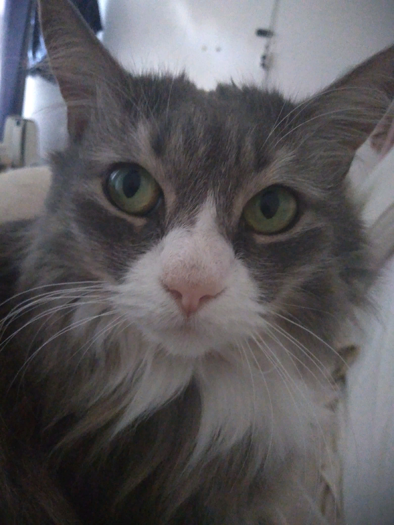 Кот которому пофиг на интернет.