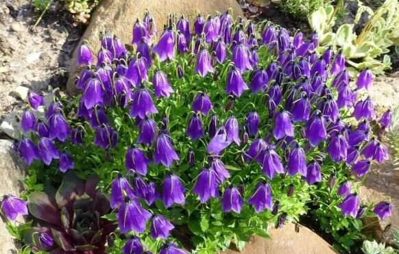 Фото-иллюстрация из открытого доступа