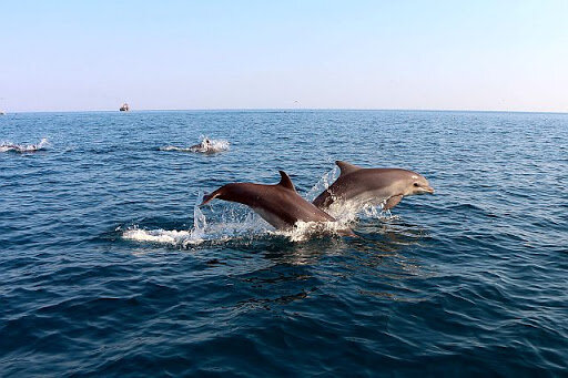 Фото взято из Интернета в качестве демонстрации