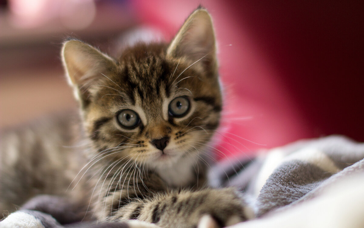 P.S. Котик для поднятия настроения :)