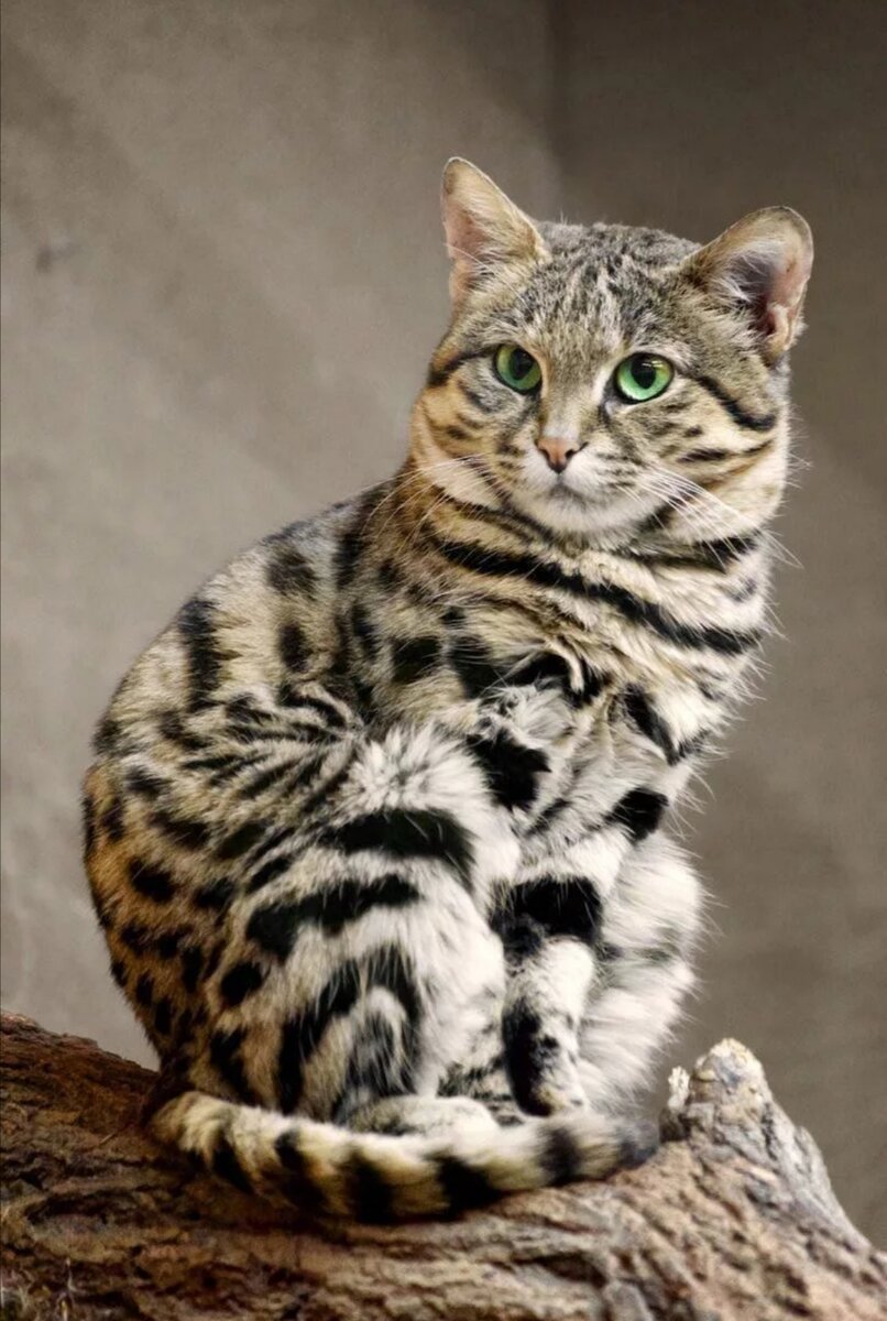 Млекопитающее из семейства кошачьих, один из самых мелких современных представителей этого семейства. Водится в пустынных местах южной части Африки. Окрас - песчано-жёлтый с тёмными пятнами. Черноногие кошки занимают норы кроликов или термитники. В 2002 году черноногой кошке присвоили статус уязвимого вида. В 1962 году Паулю Лейхаузену удалось скрестить черноногого кота с домашней кошкой. Считается одной из самых мелких кошек в мире. Семейство