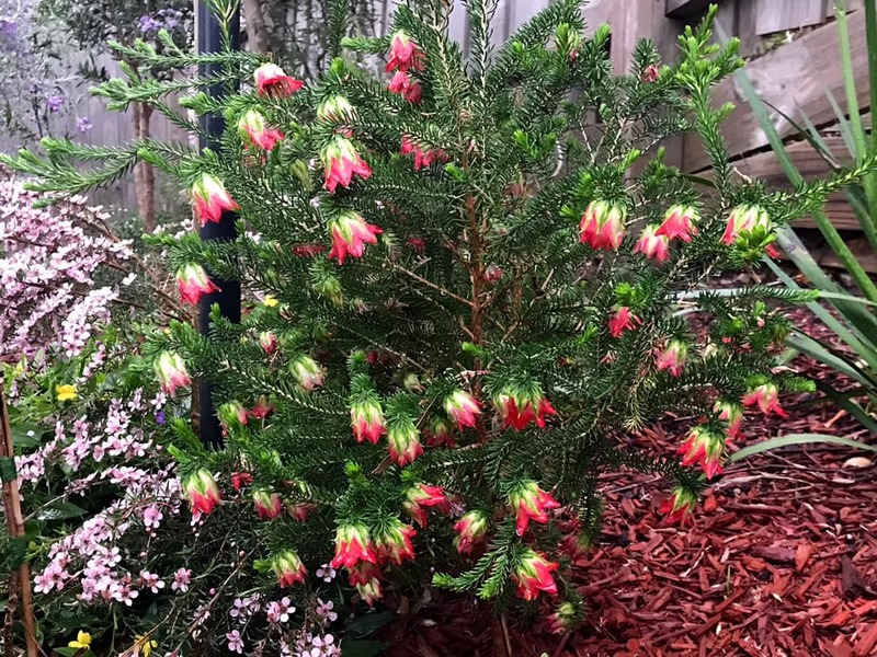 Darwinia oxylepis, фото из сети