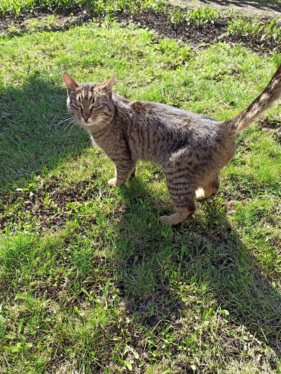 Котофеич собственной персоной