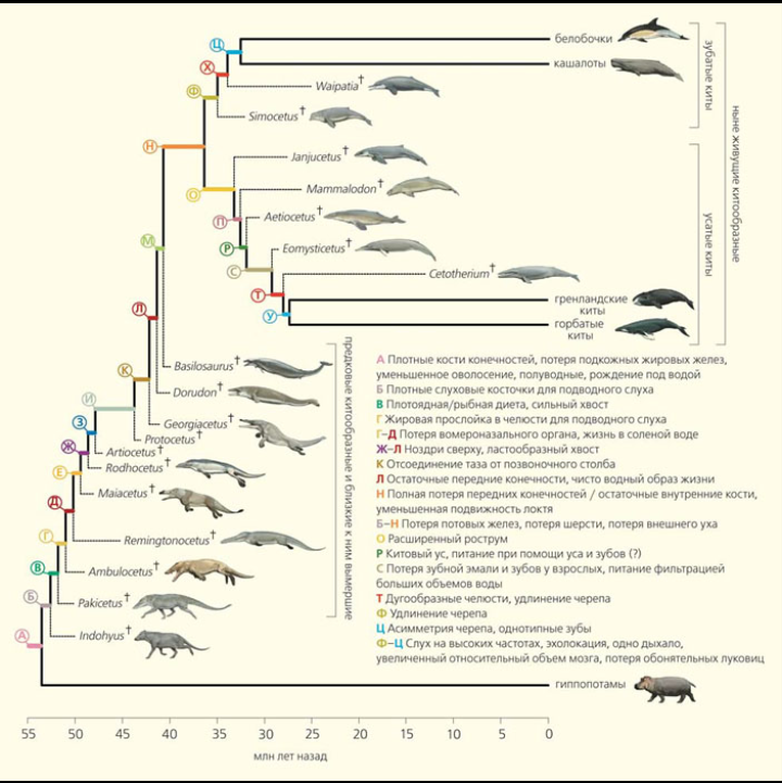 Эволюция китообразных 