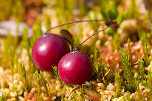 
Клюква — не только источник витамина С


: