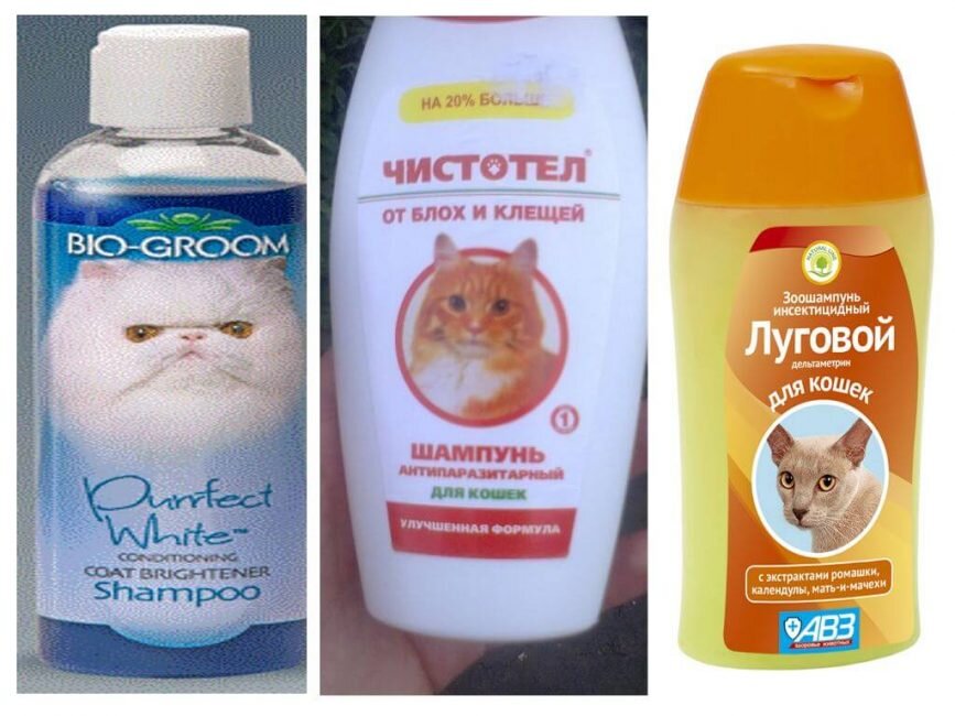 5. Используйте шампунь для кошек