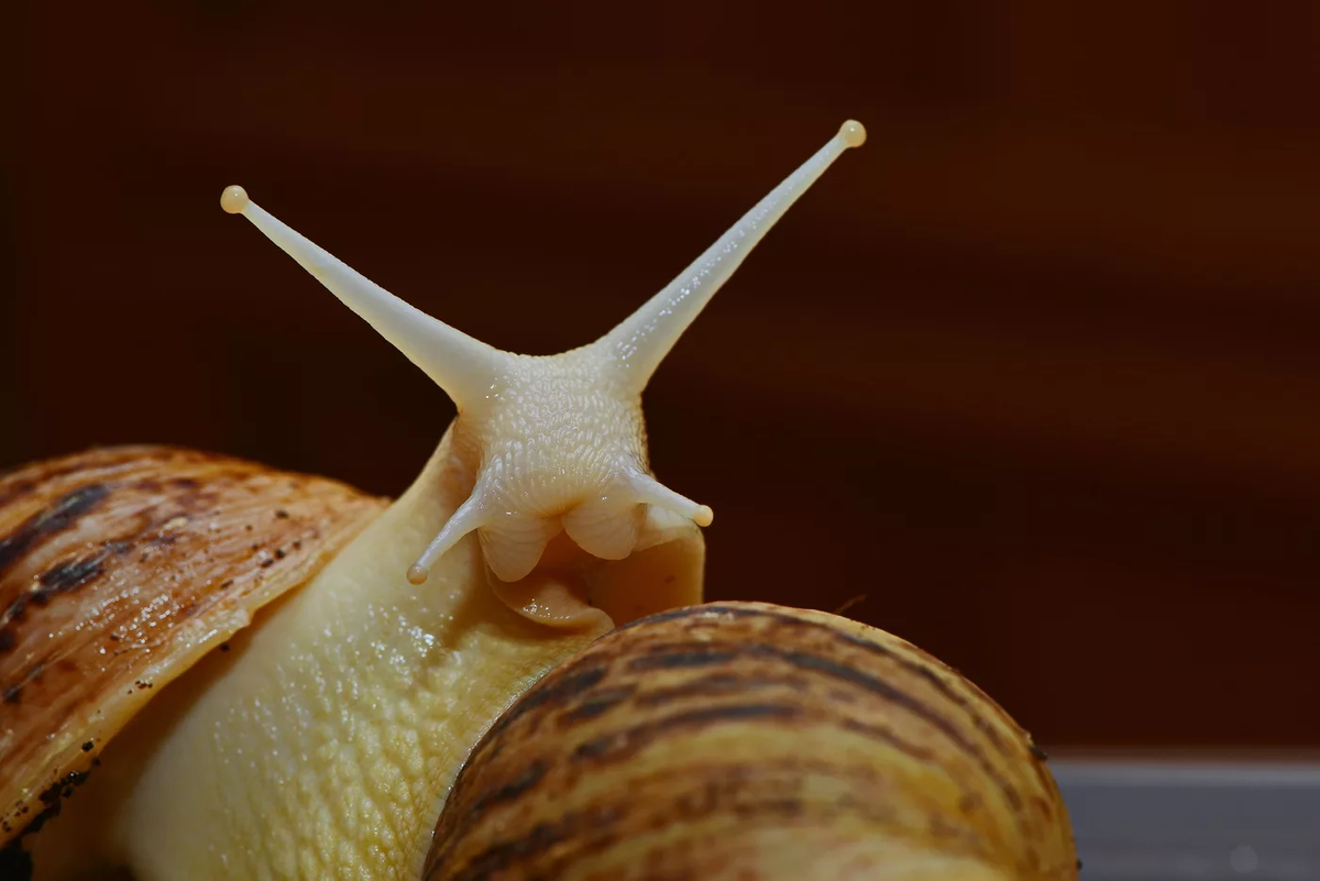 Источник.Яндекс.Картинки.