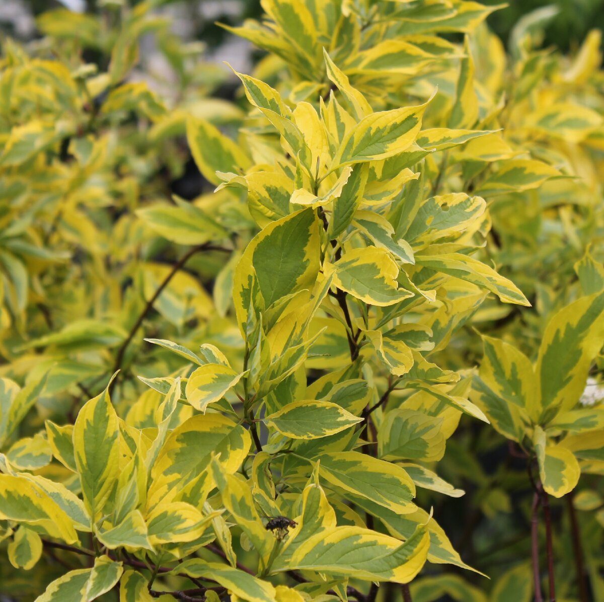 Дерен Шпета только в полутени становится более салатового цвета, на ярком солнце пестролистность проявляется,как на этом фото