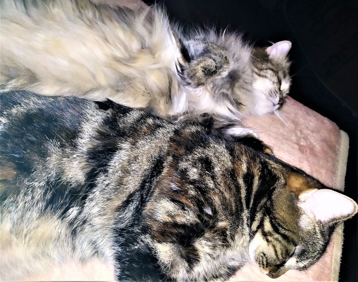 Фото из личного архива. Кошки-лапушки в царстве Морфея. https://photos.google.com/photo/AF1QipNLNC9B4TsyuvJ61ox4MIIZDWbuHAsjZuTwGm3n