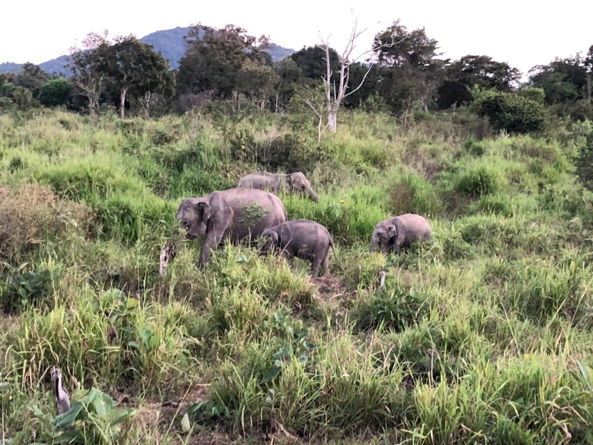 Семья слонов. Фото из личного архива. 