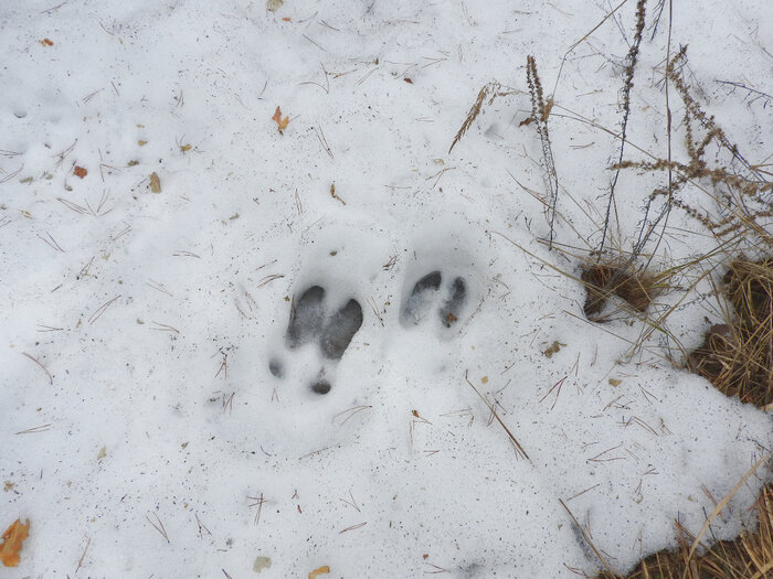 Фото из интернета. 