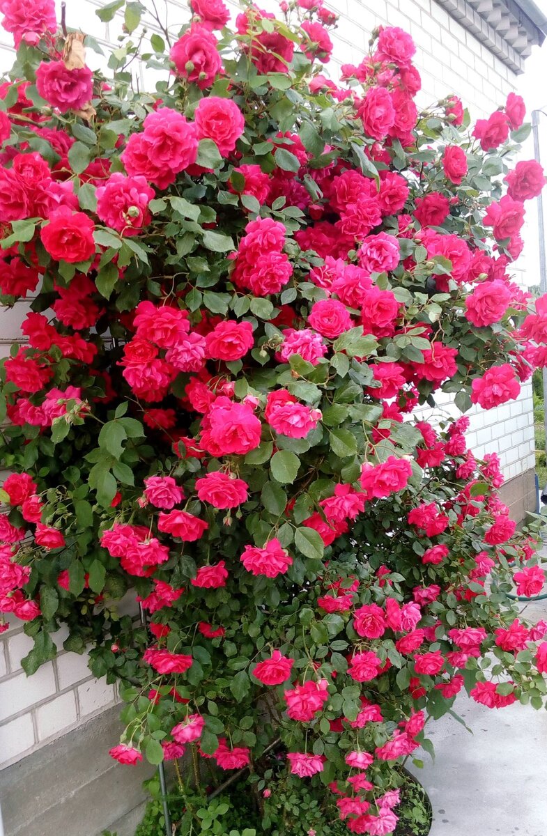 Плетистая роза. Ее нельзя обрезать. Фото автора 