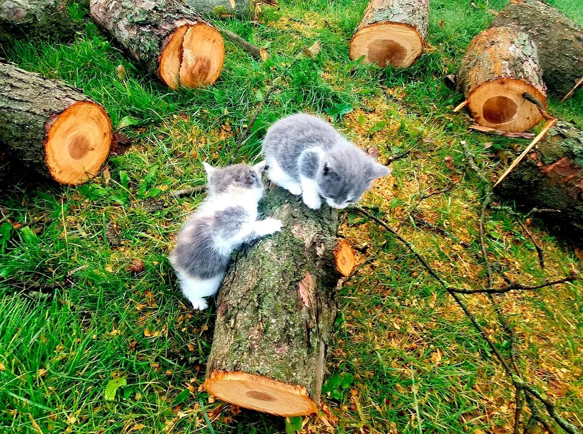 Ура, Ночка через 2 дня будет дома 🙏 | КОТО🐈БЛОГ | Дзен