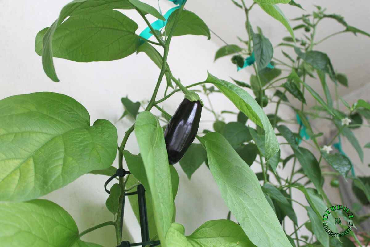 Баклажан "Алмаз" у меня на балконе