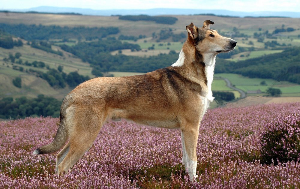 https://dogbreedatlas.com/images/dog-breed-photos/smooth-collie/001/smooth-collie-1488662993-1.jpg