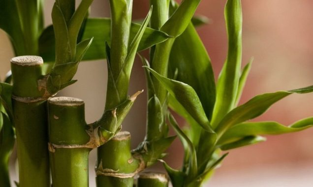 Домашний бамбук – экзотическое лиственно-декоративное растение, которое прекрасно подходит для выращивания в отапливаемых оранжереях и в домашних условиях.