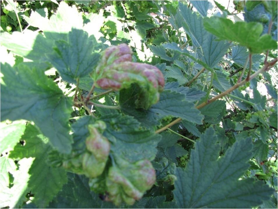 Повреждение листьев Красногалловой тлёй (фото автора)