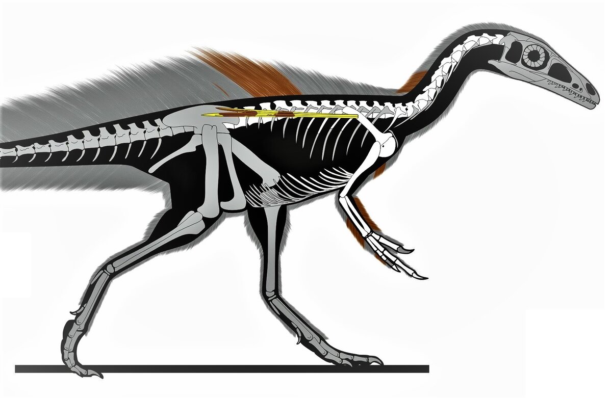 Художественная реконструкция Ubirajara jubatus