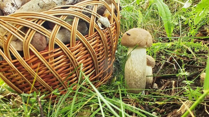 Зато вот такие растут часто