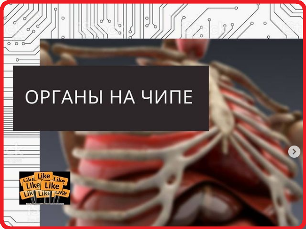 Органы на чипе