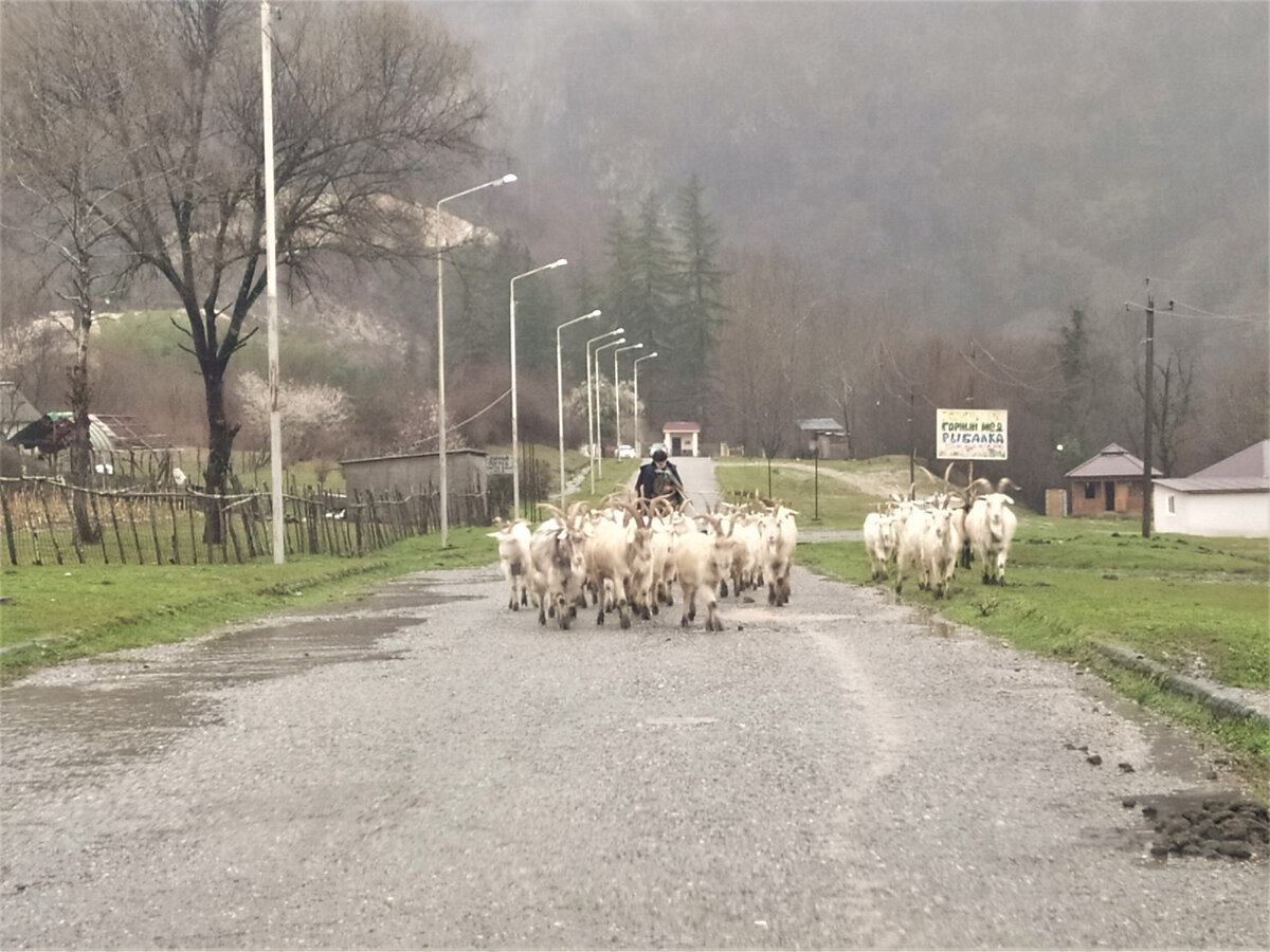 Местный колорит на дороге из Пицунды