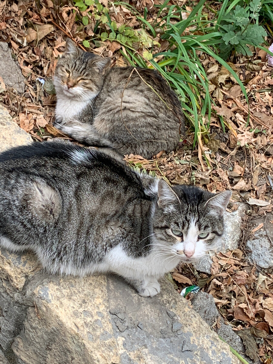 Котики на лежбище