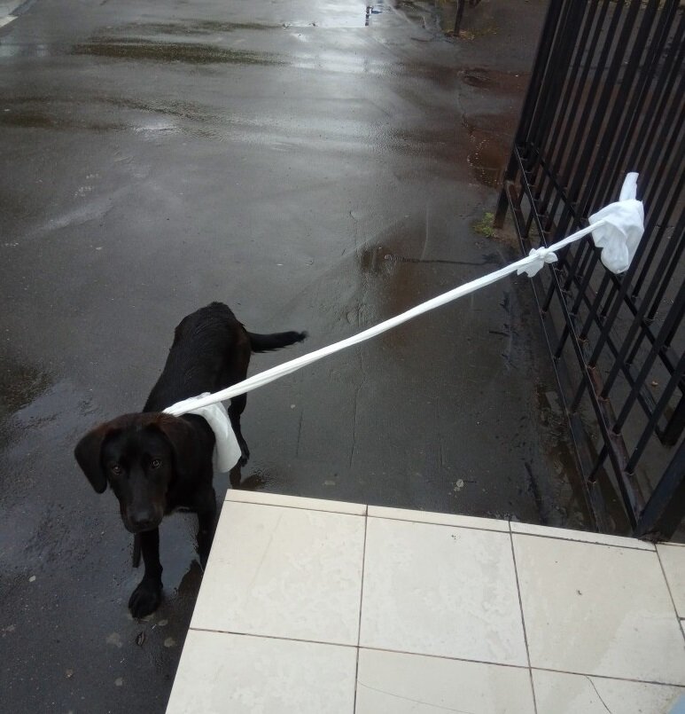 Верёвкой из простыней привязали к забору