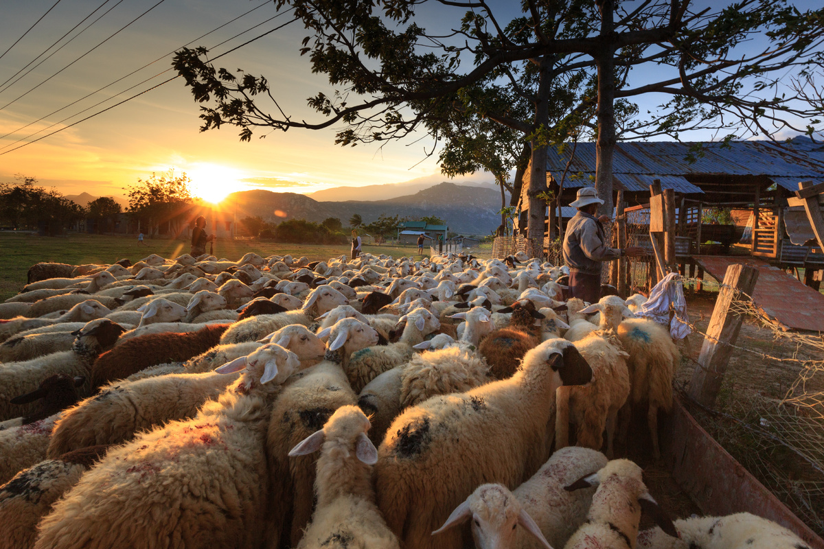 Фото автора Quang Nguyen Vinh: Pexels