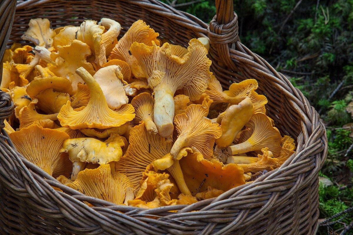 В современной кухне грибы ценятся тем, что содержат экстрактивные вещества, а именно – мало углеводов.