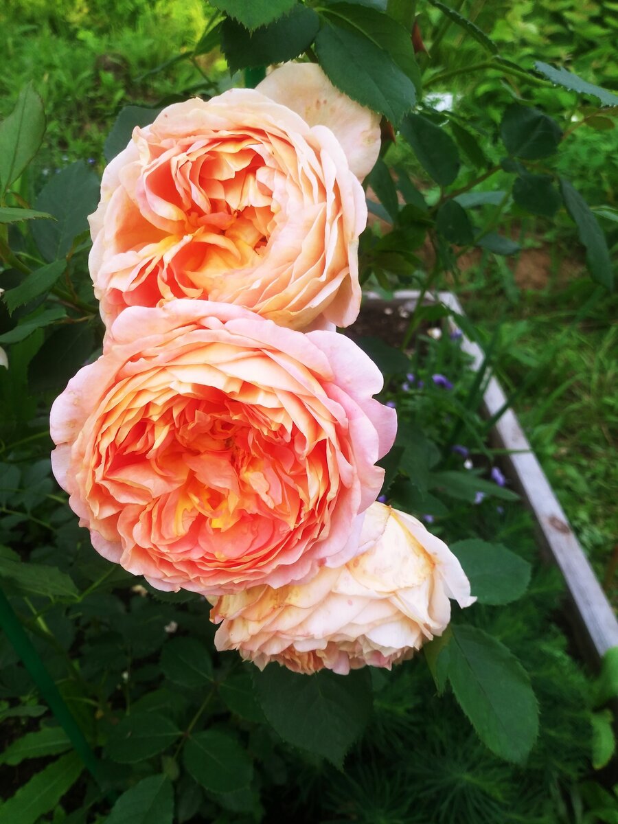 Lady of Shalott, английская роза