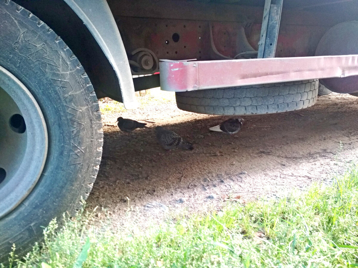 Голуби под грузовиком.