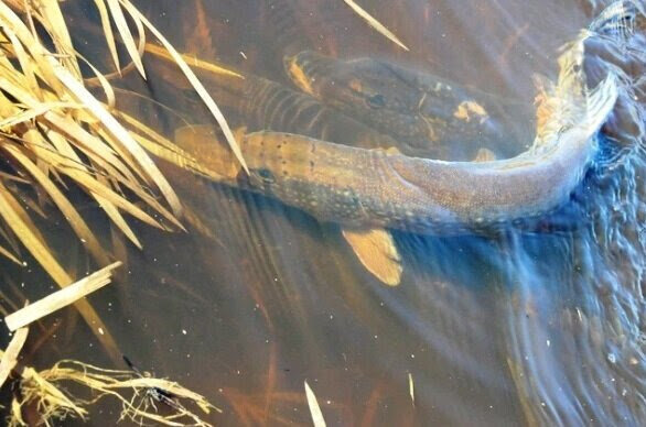 Добавьте описание