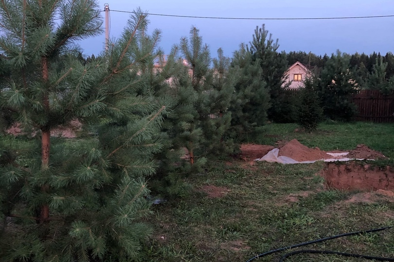 Пересадка деревьев на участке.