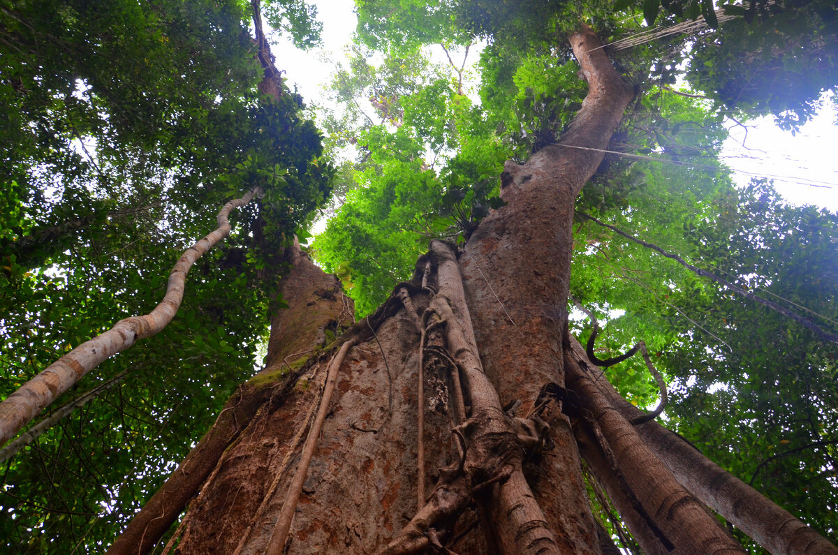 Makka tree возрастом 500 лет на острове Ко Куд в Сиамском заливе Южно-Китайского моря. Фото автора.