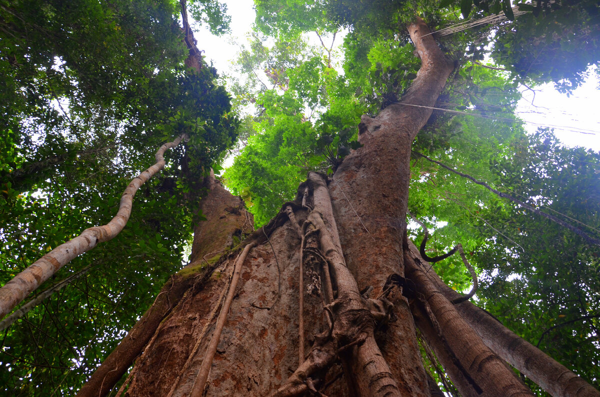 Makka tree возрастом 500 лет на острове Ко Куд в Сиамском заливе Южно-Китайского моря. Фото автора.
