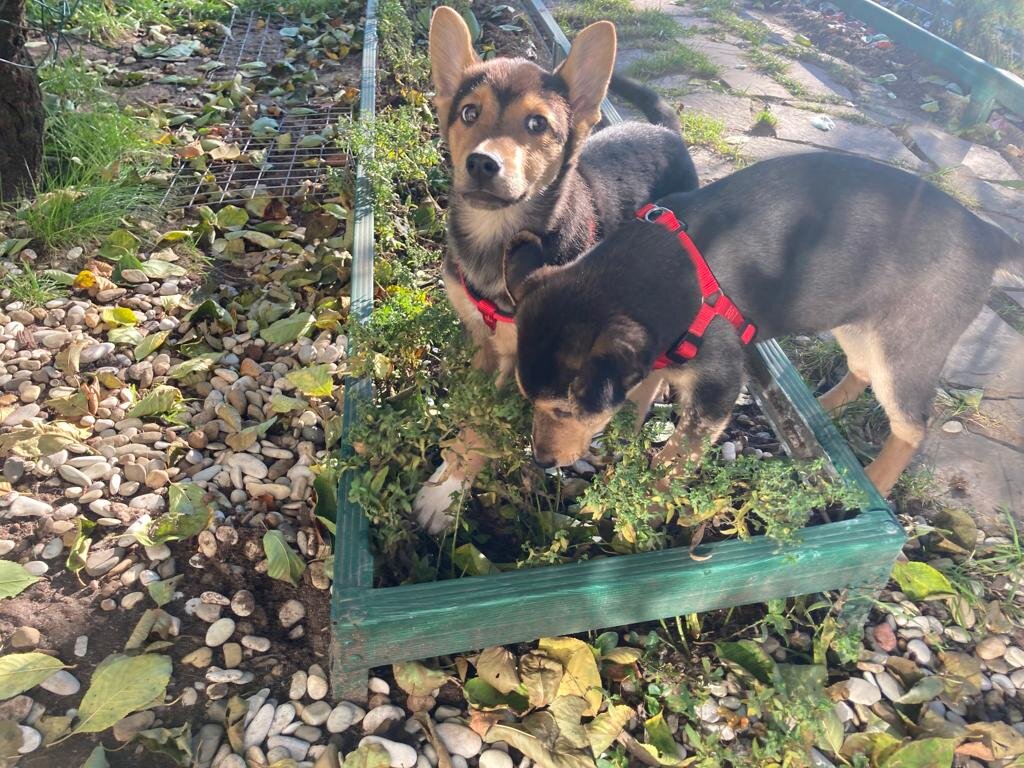 Две милые ушастые Кириешки. Прекрасные щенульки, которые ищут дом. Им 3,5 месяца. Здоровы, привиты, общительны и доброжелательны. Прекрасные Дружочки