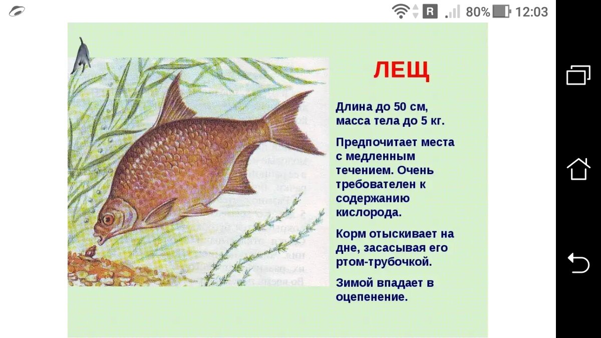 Рыбы описание для детей. Лещ описание для детей. Сообщение о рыбе лещ. Доклад о леще. Лещ описание рыбы.