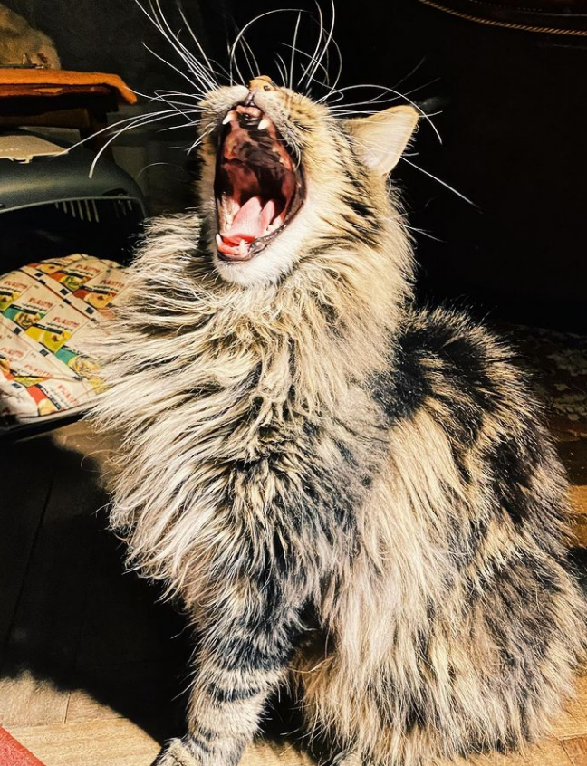 Мейн-куны. Чем кормить кота, если импортных кормов нет. Корма ...