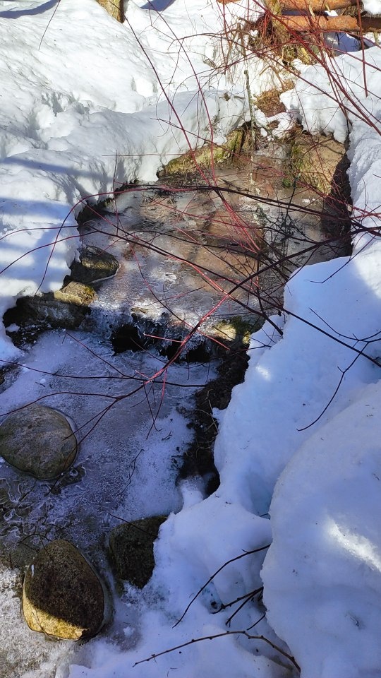 Ручей. Комаровская эко-тропа. Карельский перешеек.