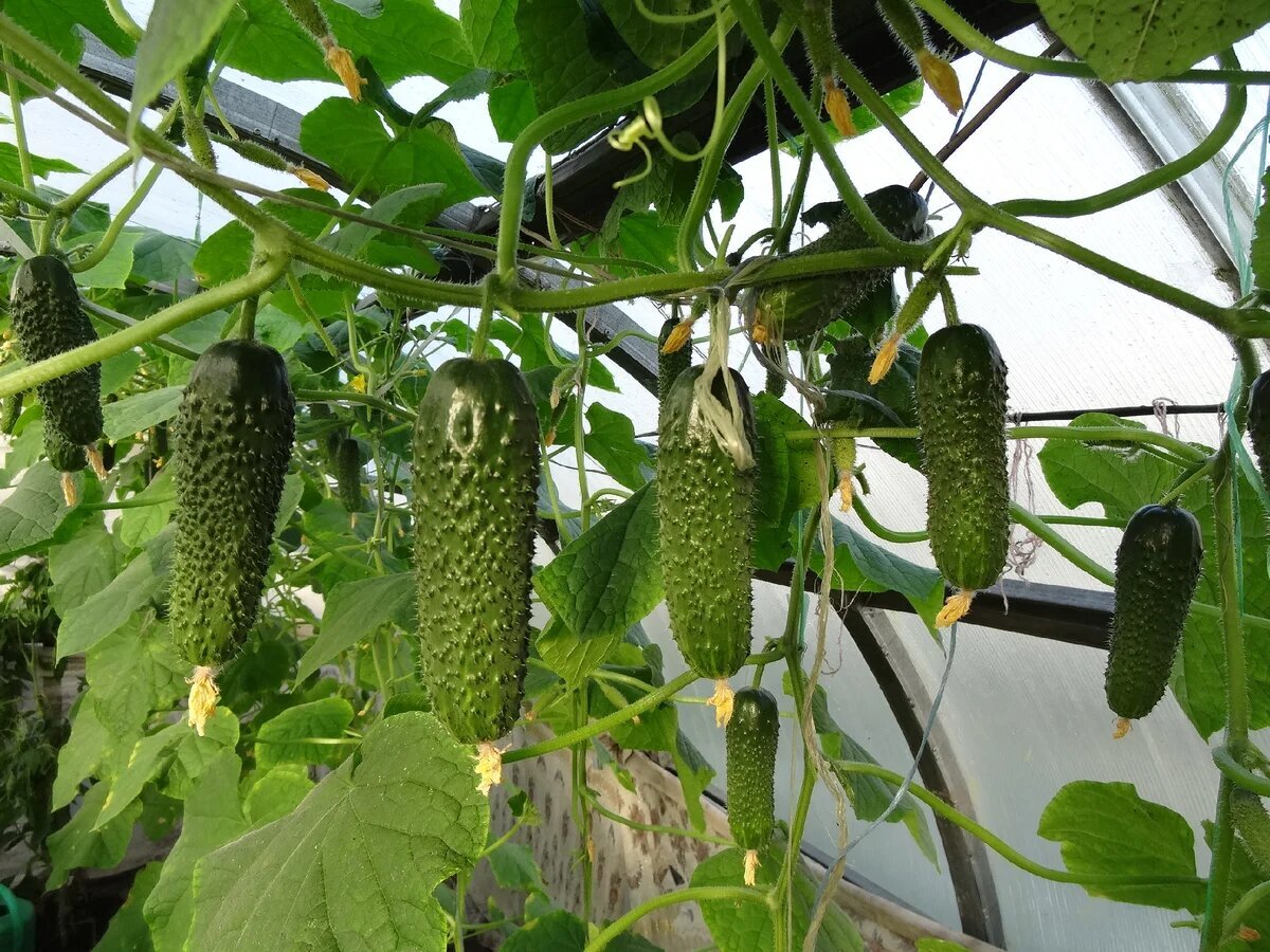 Урожай огурцов в теплице 2022.
